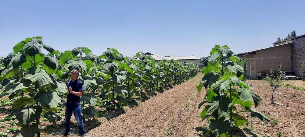 Срочно Продается Участок в Пскенте Цена Договорная.