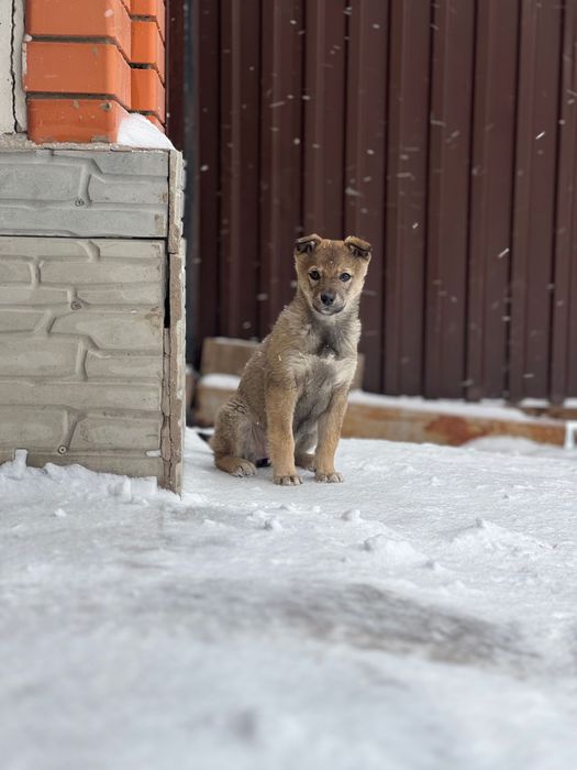 Күшік / щенок девочка
