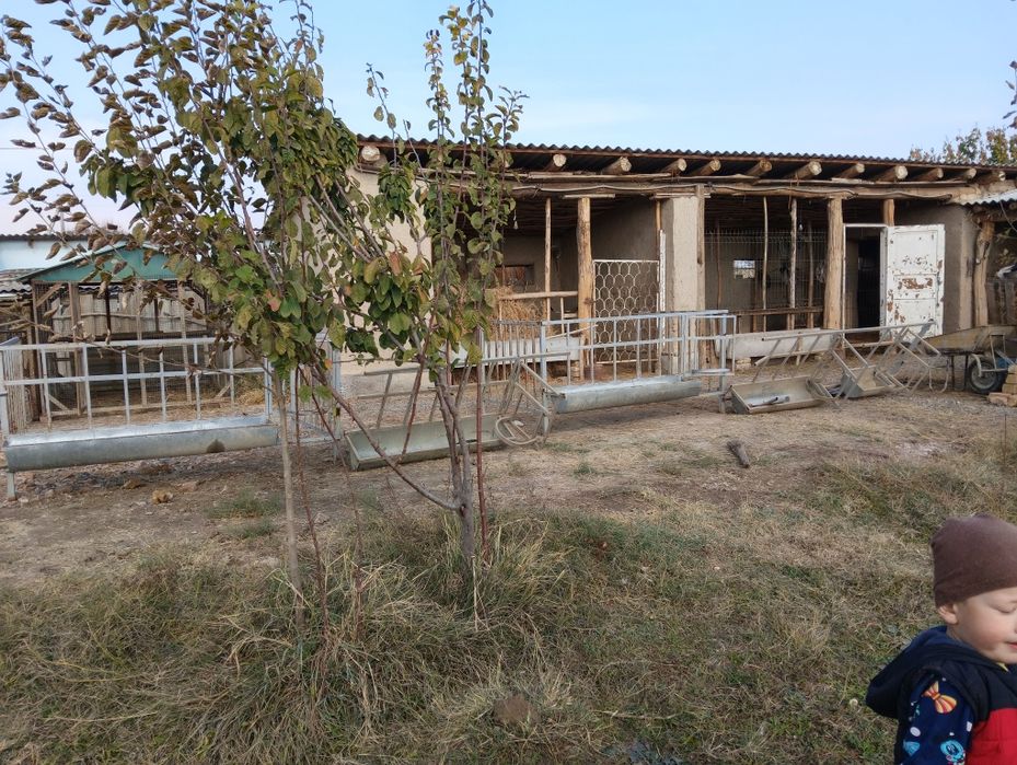 Куйхона  сотилади 25 та куй сигади