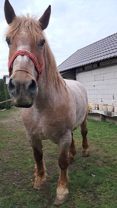 Iapă de vânzare de 5 ani