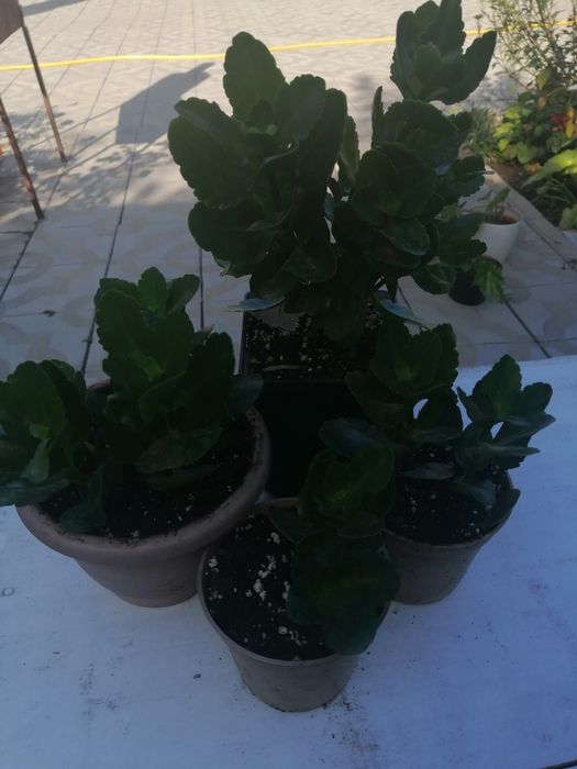 Продаю комнатные растения