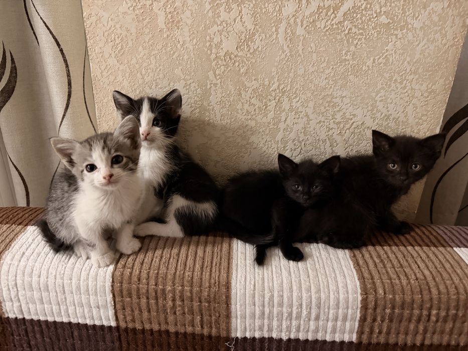 Котята в добрые руки