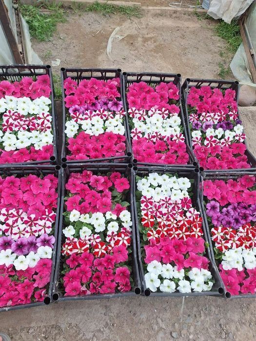 Ер гуллар 

Питония 2 500 сўм донаси 
Шафран 3 000 сўм донаси 
Салвия