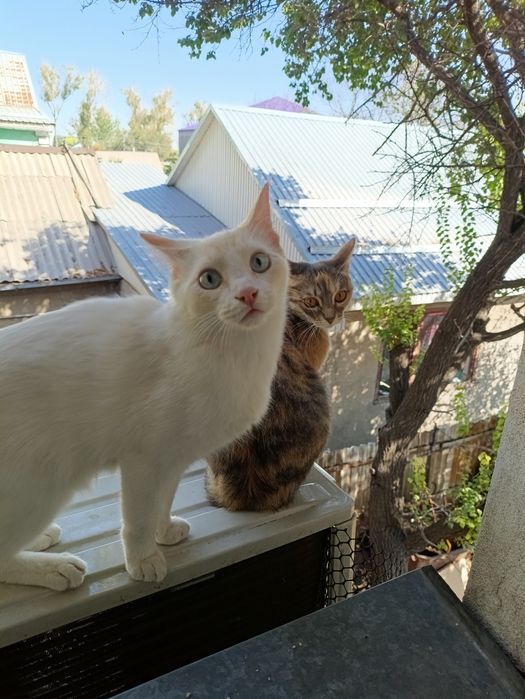 Ласковая кошечка ищет семью!