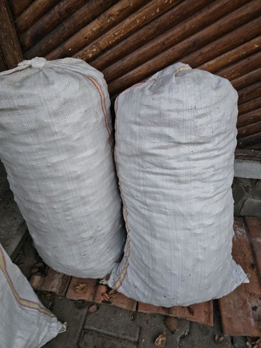 Coajă de nucă producție 2025