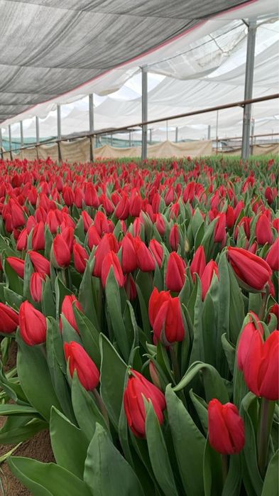 Тюльпаны ПРЕМИУМ КАЧЕСТВА. Предзаказ до 6 марта 700тг