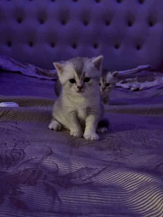 Котята Мальчики-шиншила