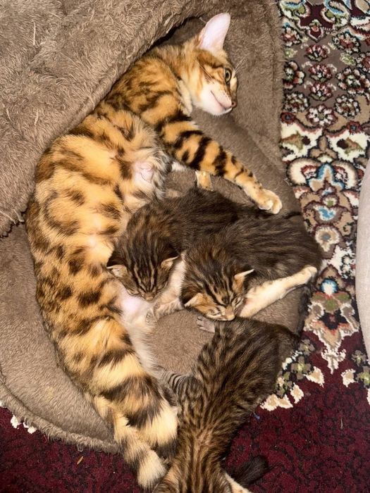 Bengal mushukchalar 5 iyun tuğilgan kuni