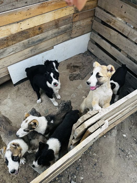 Продам щенков Алабаев мальчики и девочки