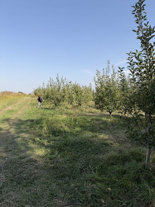 Продается сад яблоневый срочно в тургене