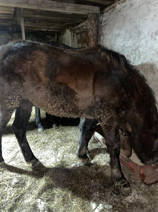 Продам кобылу 1,8 возраст