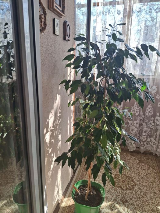 Продам ФИКУС Бенджамина