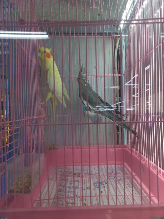 Кореллы молодые ручные