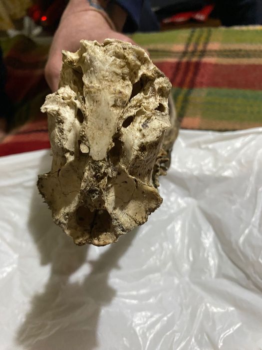 Рога от сръндак,с част от черепа 30 €