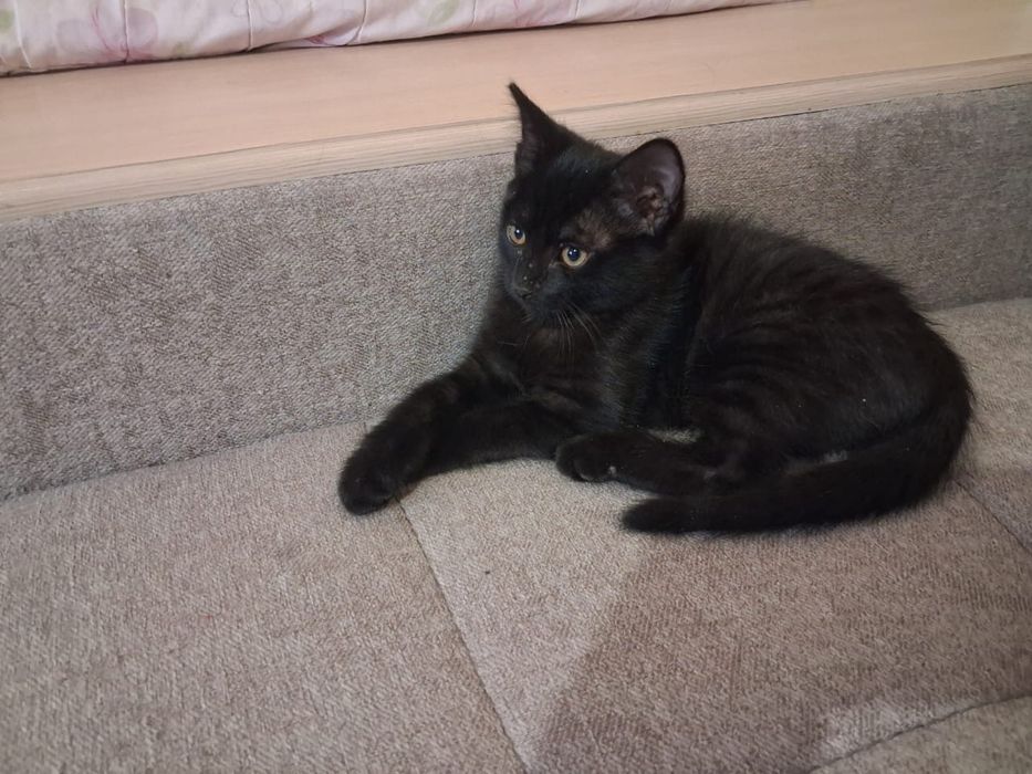 Котенок. 3 месяца , преучен к лотку , ест все , игривый , умный ,