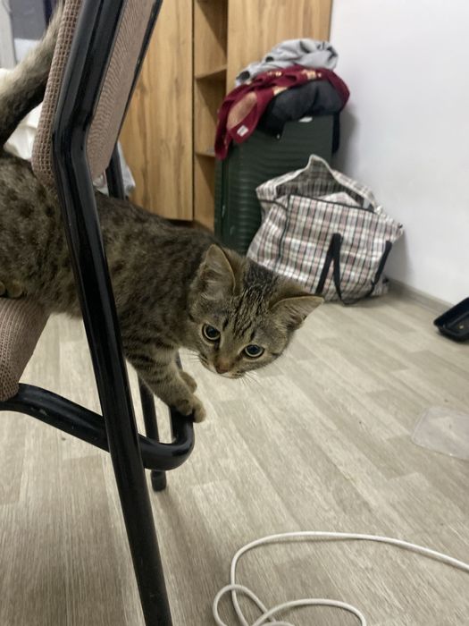 Кошка невская маскарадная