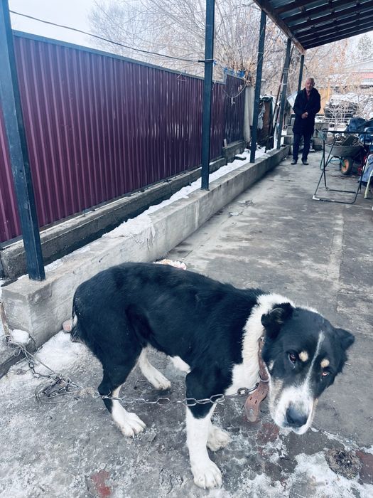 Азиятский Алабай