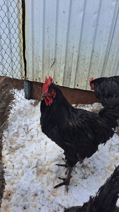 Сатылады, продаётся