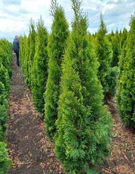 Plante Decorative Oriunde in tara!