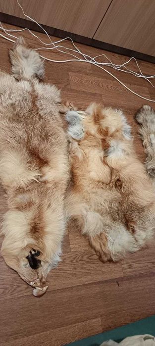 Лиса мех натуральный