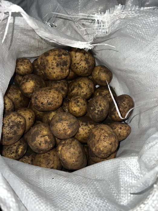 Картошка оптом  с Макинска