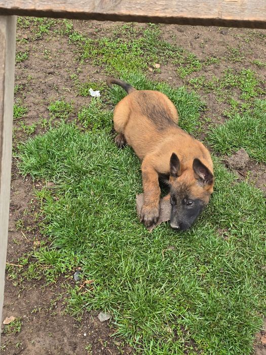 Бельгийская овчарка күшіктер сатылады