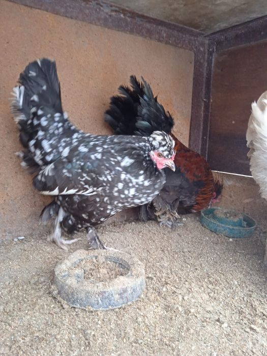 Продам или обменяю