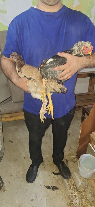 Дакан  пар  карлик декоративные