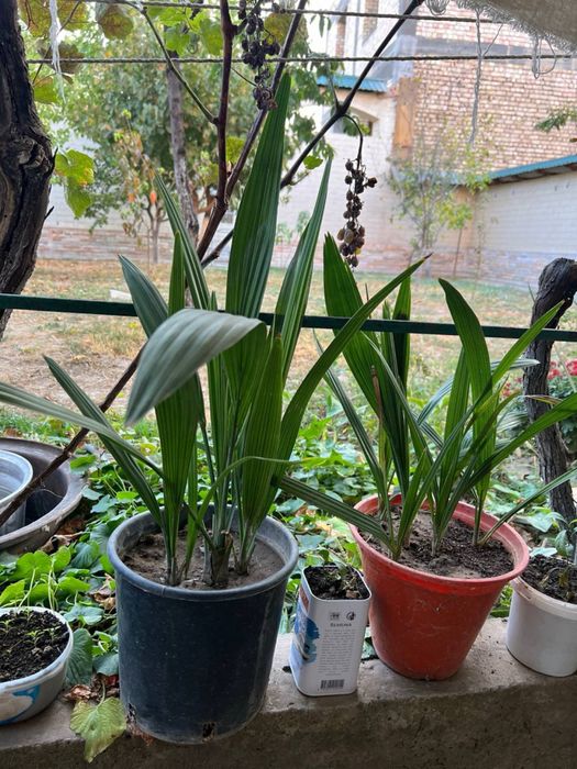 Финиковая пальма 5 летние. Хурмо дарахти