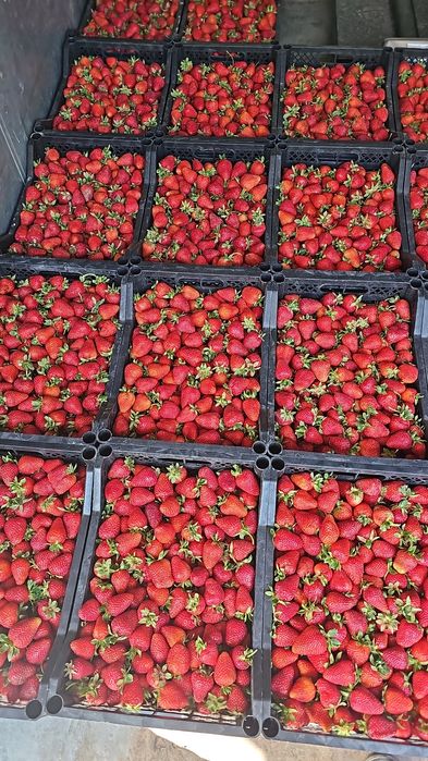 Рассада клубникы Альбион, Сандра, Мурано