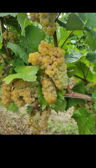 Butasi de vită de vie de anul 2 și de anul 3