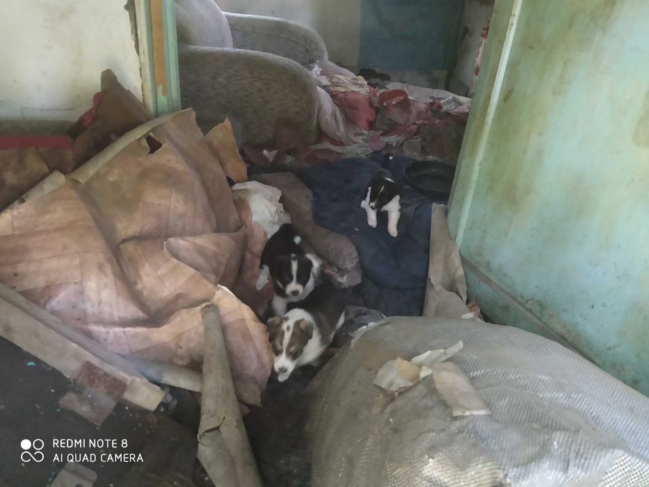 Отдам щенков в добрые руки