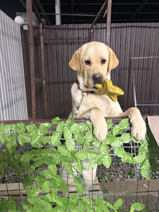 Лабрадор с документами