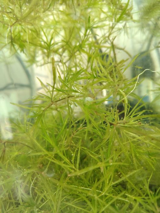 Ederia densa și iarba de guppy pentru acvarii