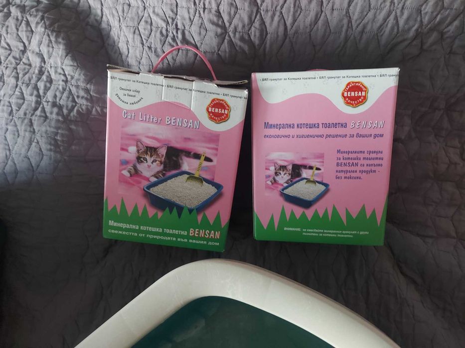 Домашни любимци котки