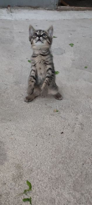 Котята в хорошие руки