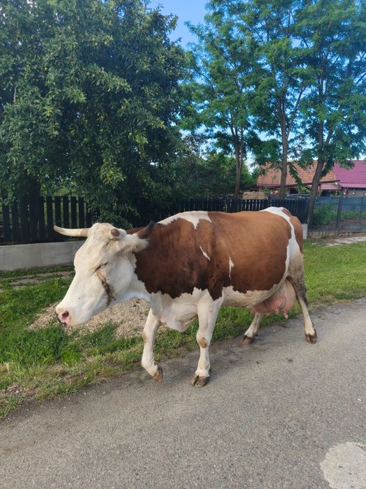 Vând vacă Bălțată Românească