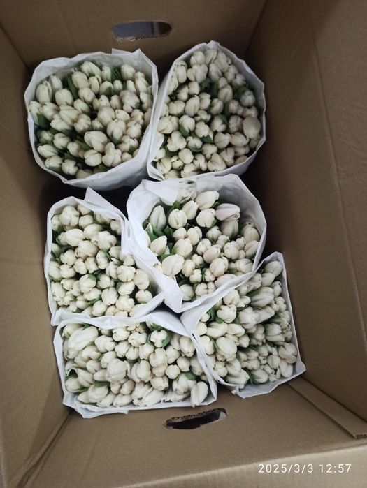 Тюльпаны,оптом и в розницу. Караганда