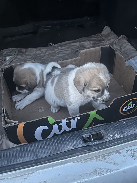 Алабай Кушыктер сатылады