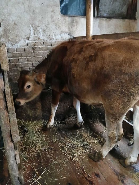 Мъжко скопено теле