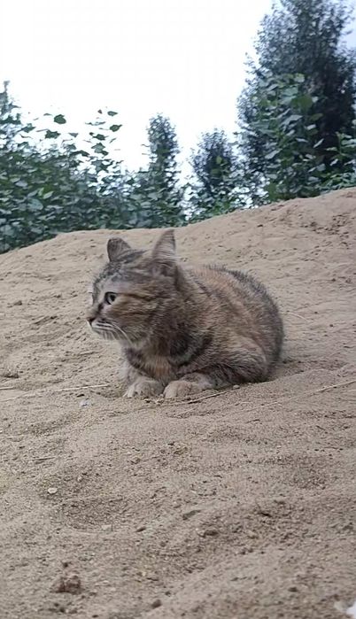 Кошка, стерилизованая, ласковая