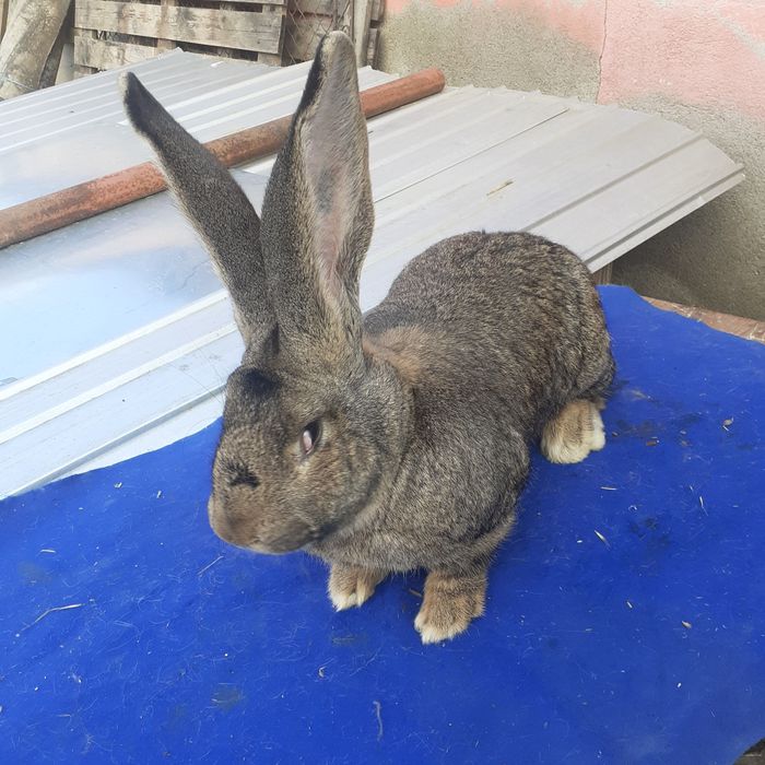 Disponibile iepuri.          Uriaș german.