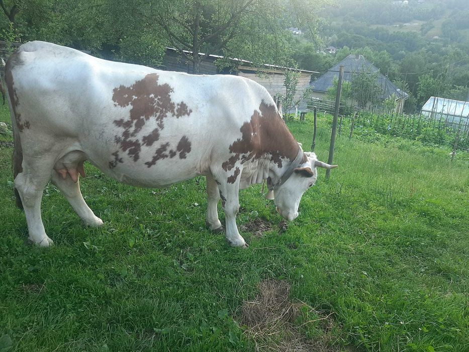 Vaca de vânzare.