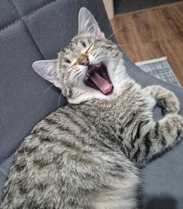 Маленькая умница в добрые руки