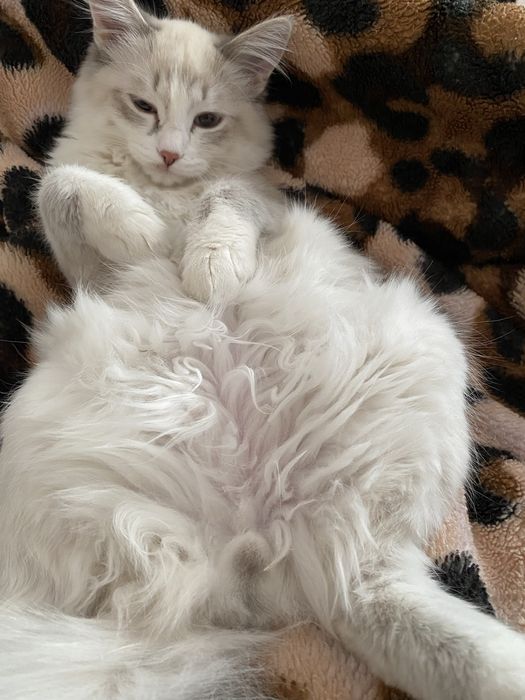 Котик , даром , 8месяцев