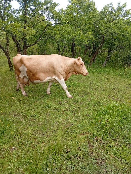 Vând vaca Bălțata fata recent sau schimb