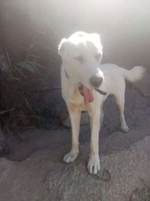 Қазақы төбет ит сатылады