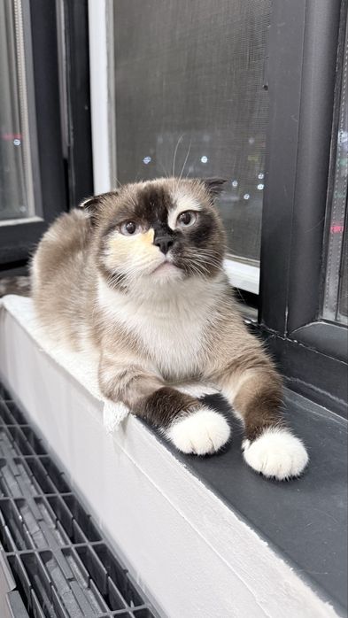Кошка в добрые руки