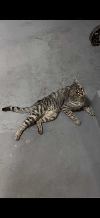 Шотландский кот молодой
