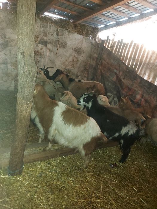 Vând capre tinere  sau schimb cu vaca